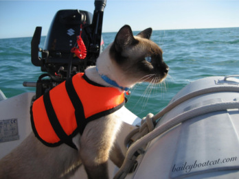 Bailey the cat